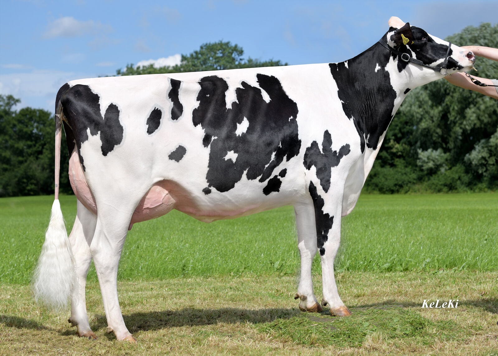 THI Xilly VG-86 von Rainer Thoenes, Kalkar, ist die Mutter von SHOUT RDC, des aktuell höchsten Rotfaktor-Bullen Deutschlands.