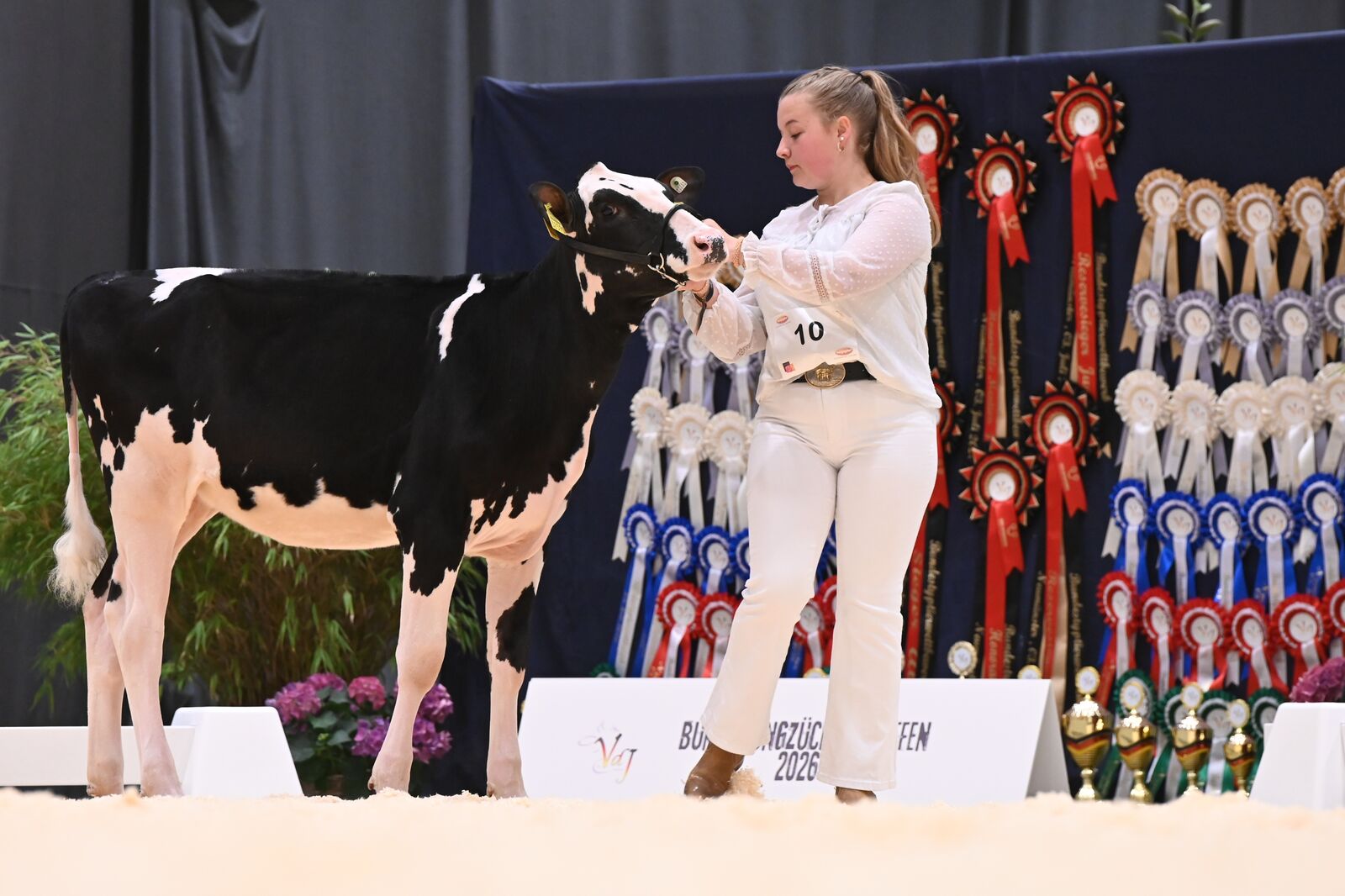 In der Kategorie bis 24 Monate holt sich die schicke Ambrose Tochter KLH Elmira von der Krause Lederbach Gbr den 4. Platz.
