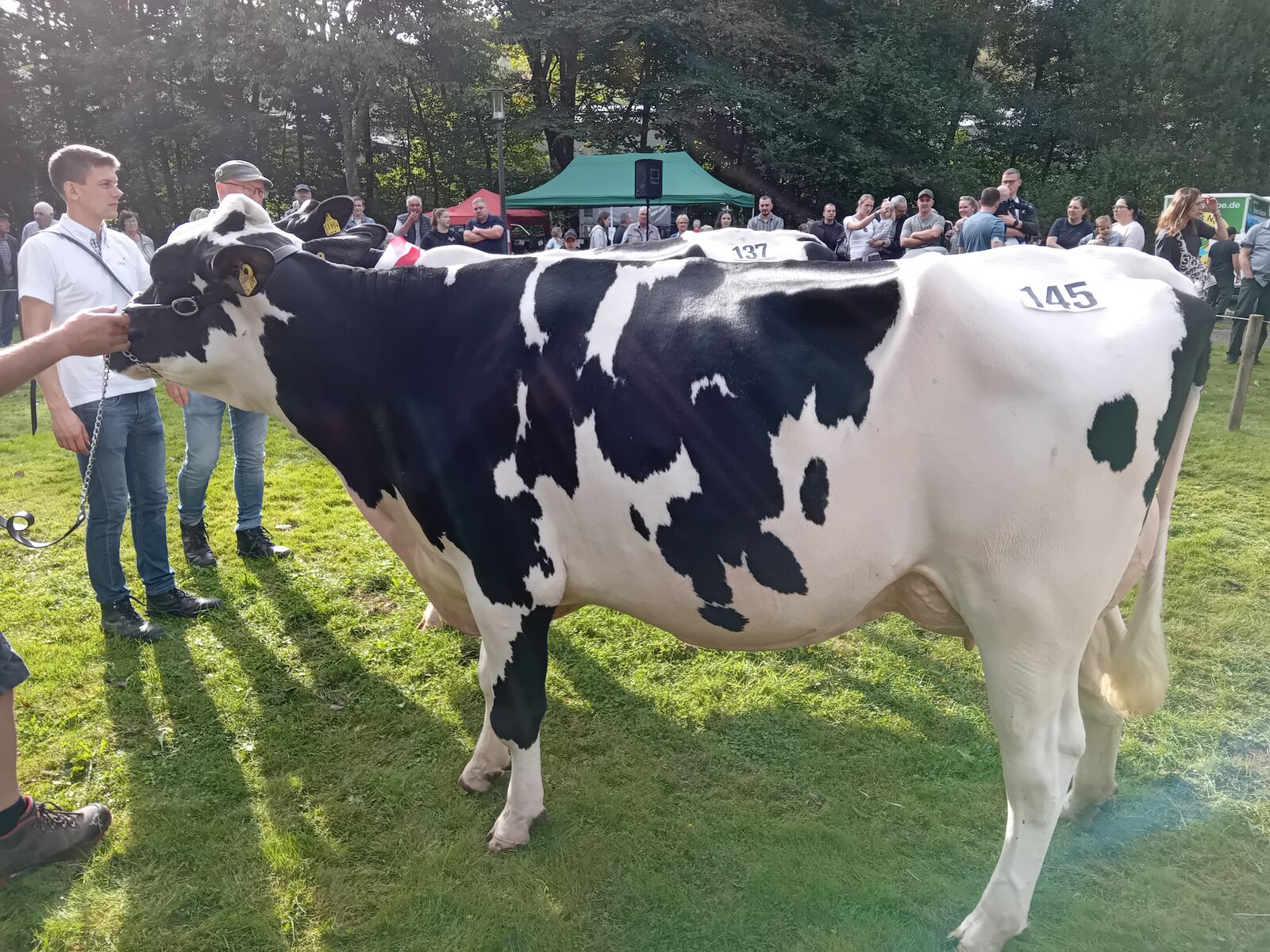 Reservesiegerkuh Jung: Kitty v. Crushabull von Markus Lütticke aus Drolshagen-Brachtpe