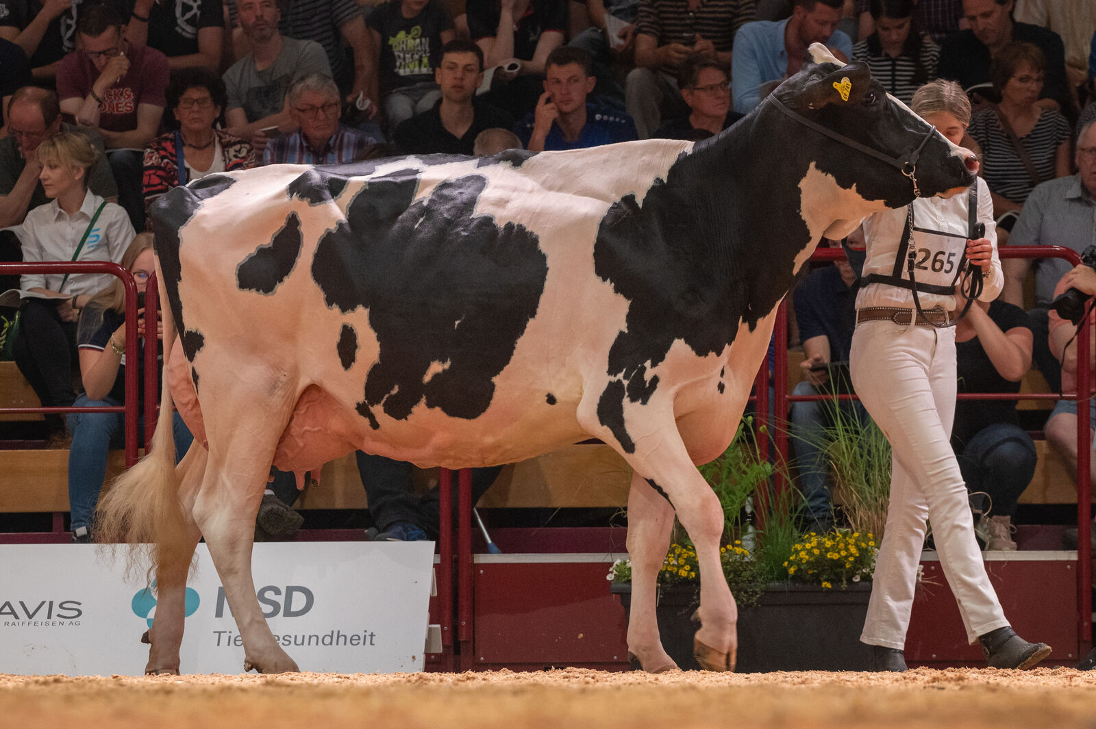 Holstein Junge Klasse: ZFZ Gallys von Matthias Zielenbach