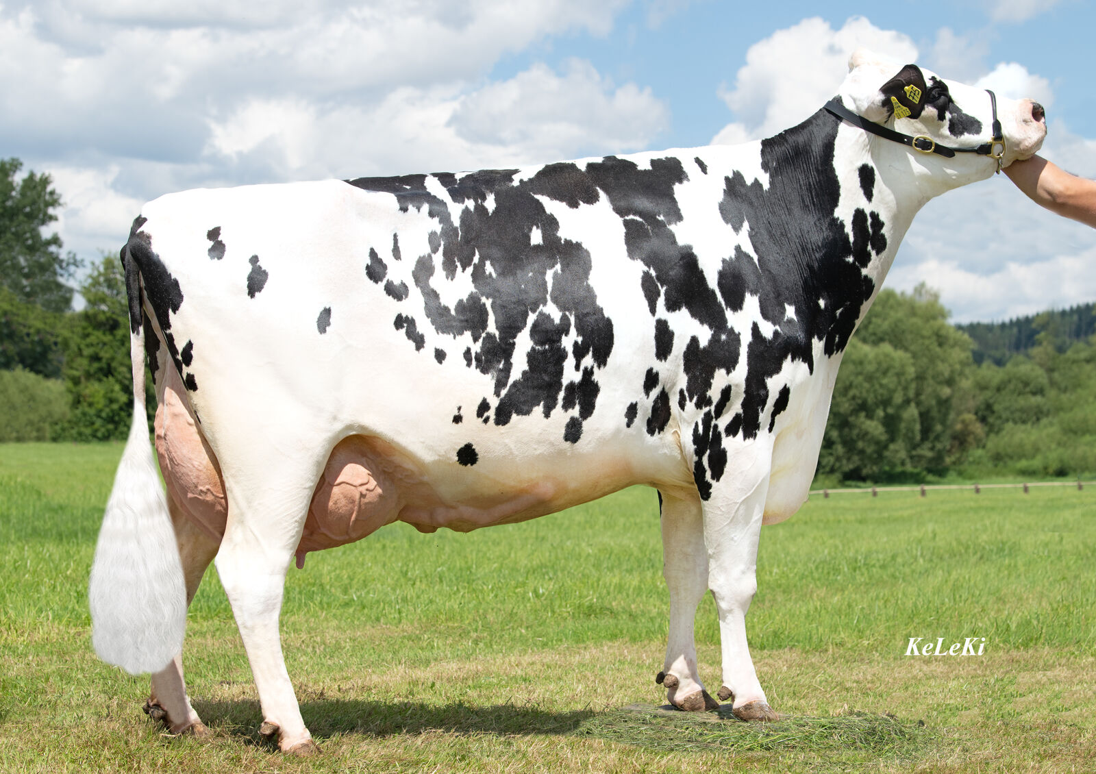Reservesiegerkuh mittel: Stall-Nr. 775, Schifferer u. Stephan GbR, Altheim