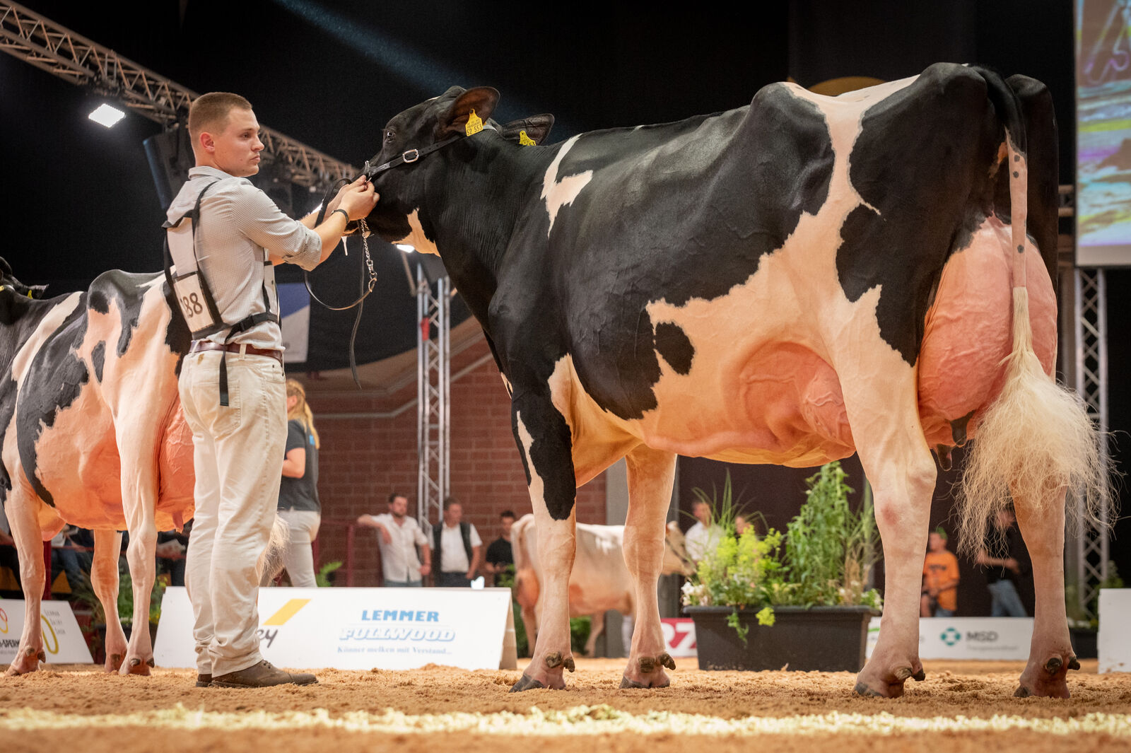 Holstein Mittlere Klasse: Reservesiegerin Searose von der Köster KG
