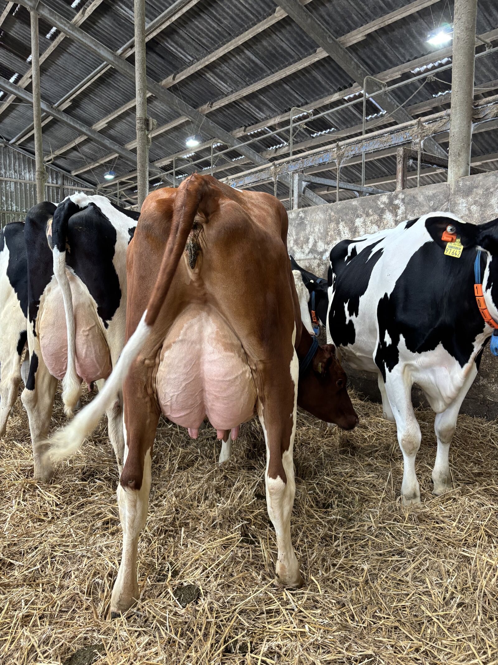 Shout RDC-Tochter vom Betrieb Georg Daamen präsentierte sich mit mittelrahmigen Typ und Eutern für hohe Leistungsbereitschaft. 