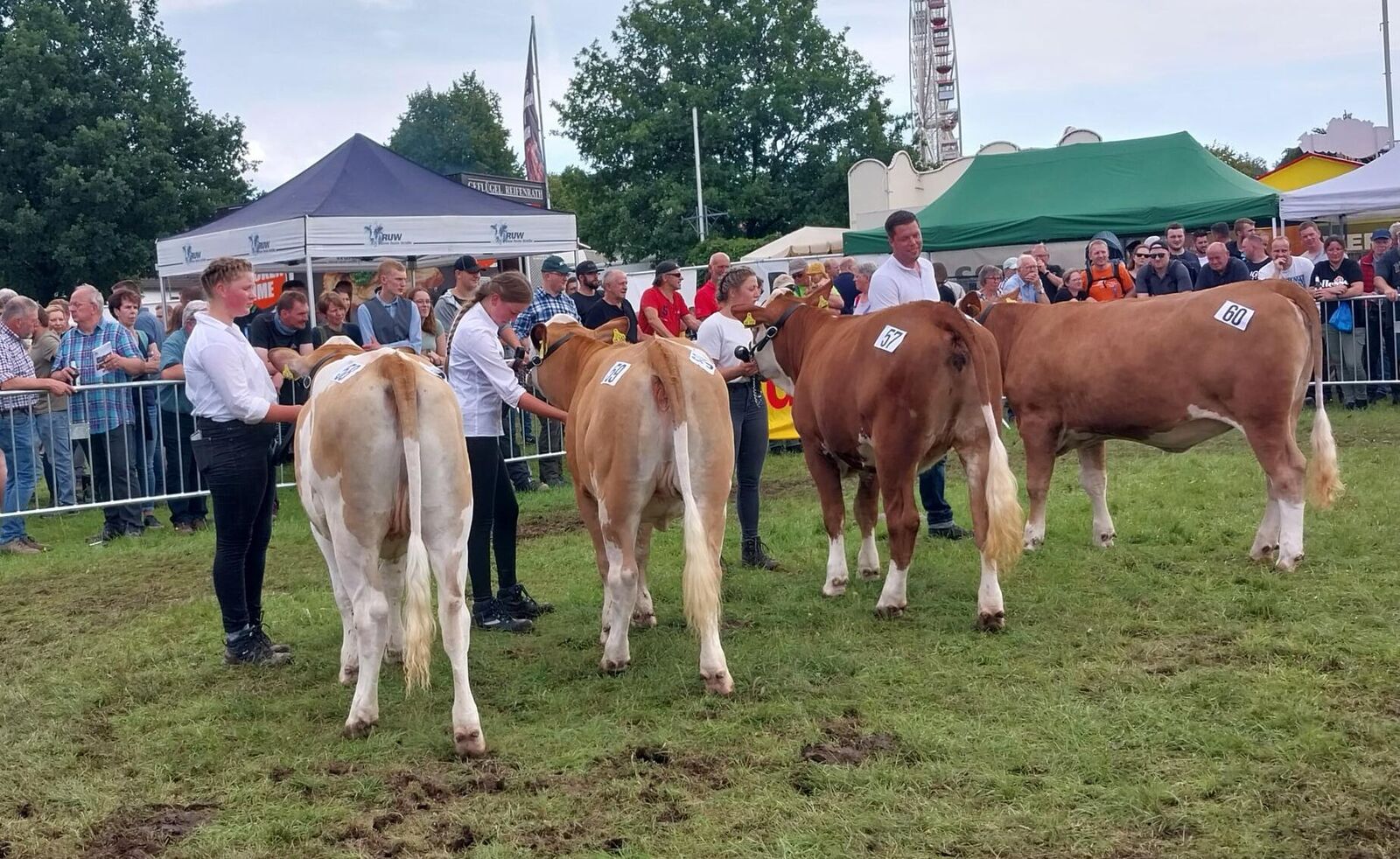 Die kleine aber feine Fleckvieh-Jungrinderkollektion