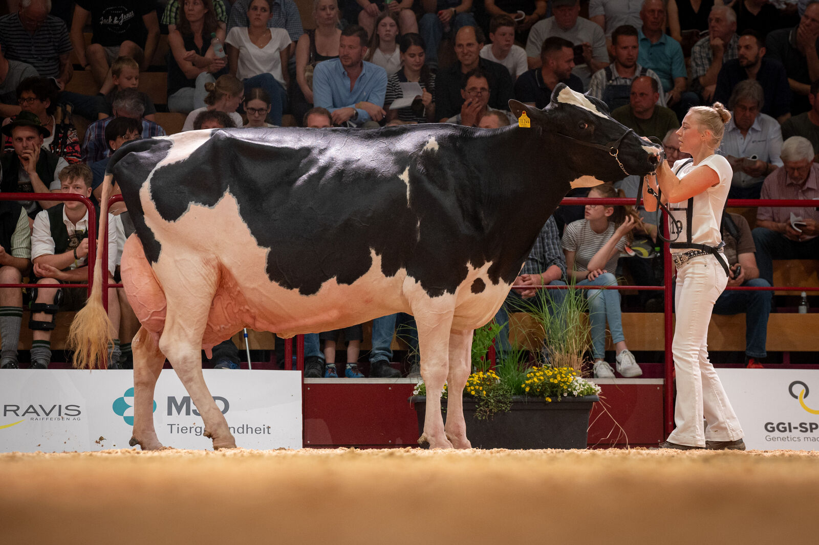 Holstein Lebensleistungsklasse: 1a für WR Doro von Ludger Wiewer