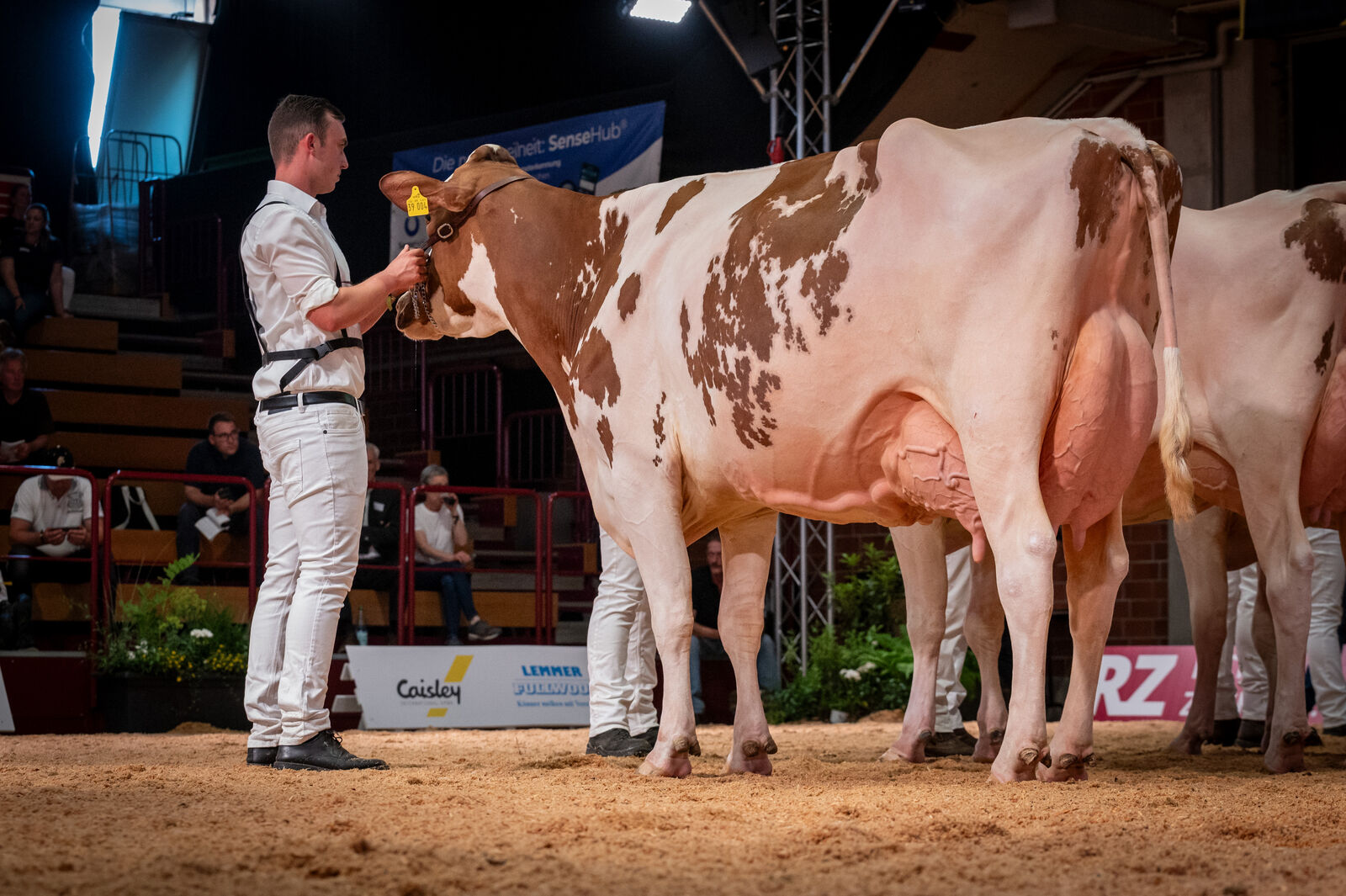 Red Holstein Lebensleistungsklasse: KOE Lolli von Silke Engbring