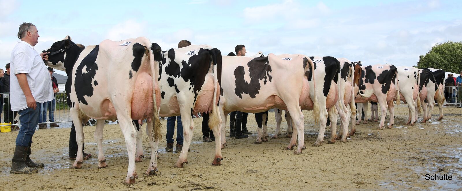 Ein beeindruckendes Bild bietet die Siegerauswahl bei den zwei- und dreikalbigen Kühen.