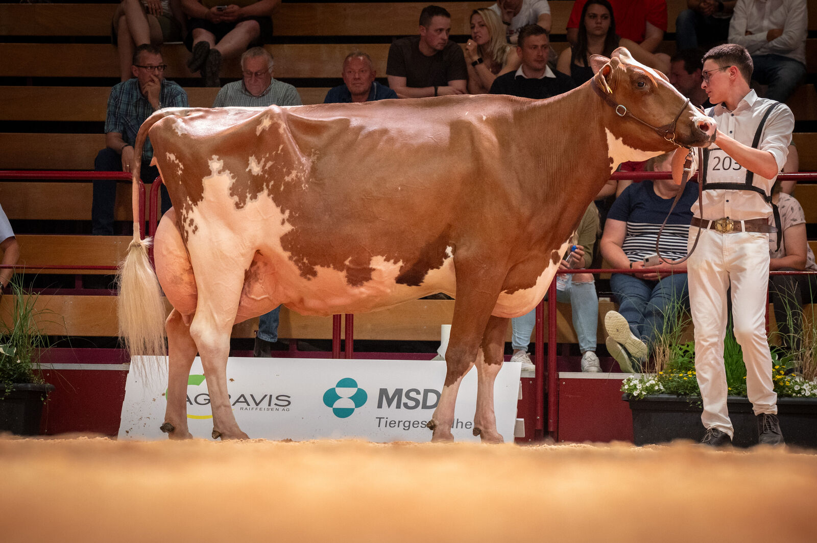 Red Holstein Lebensleistungsklasse:Hailey von Thomas Wiethege