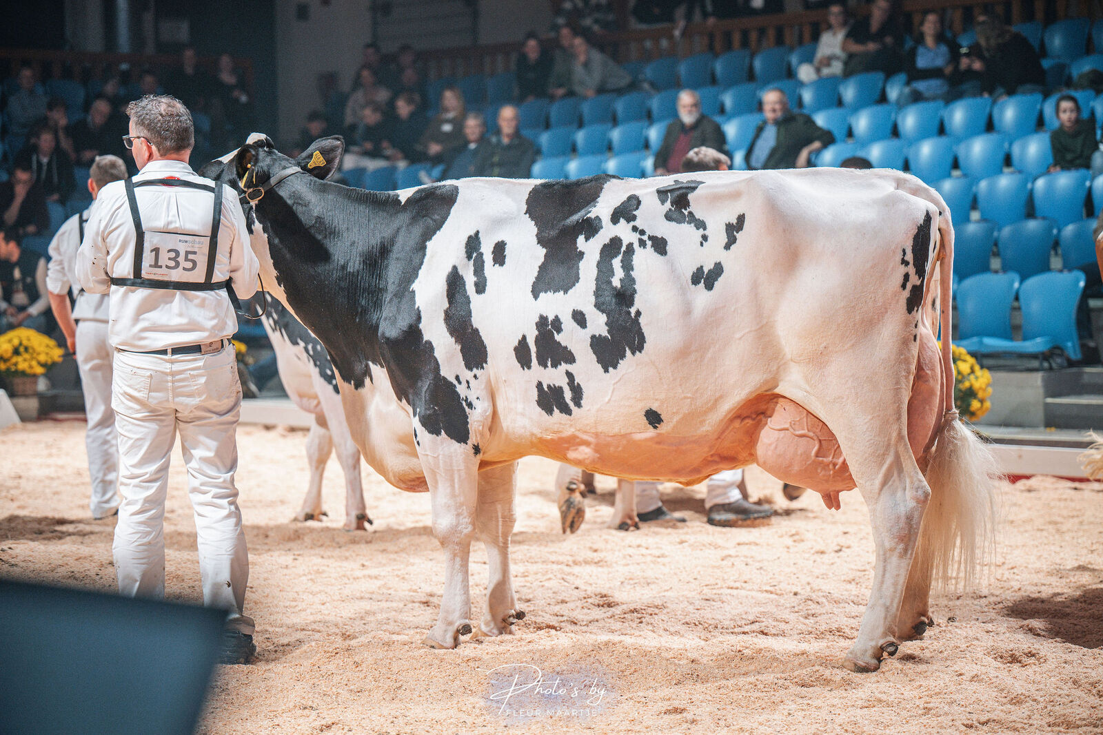 THI California überzeugt mit einer beeindruckenden 3-Generationen-Leistung von fast 300.000 kg Milch. Mutter und Großmutter erzielten jeweils über 10 Tonnen Fett- und Eiweiß – eine Kuhfamilie der Superlative.