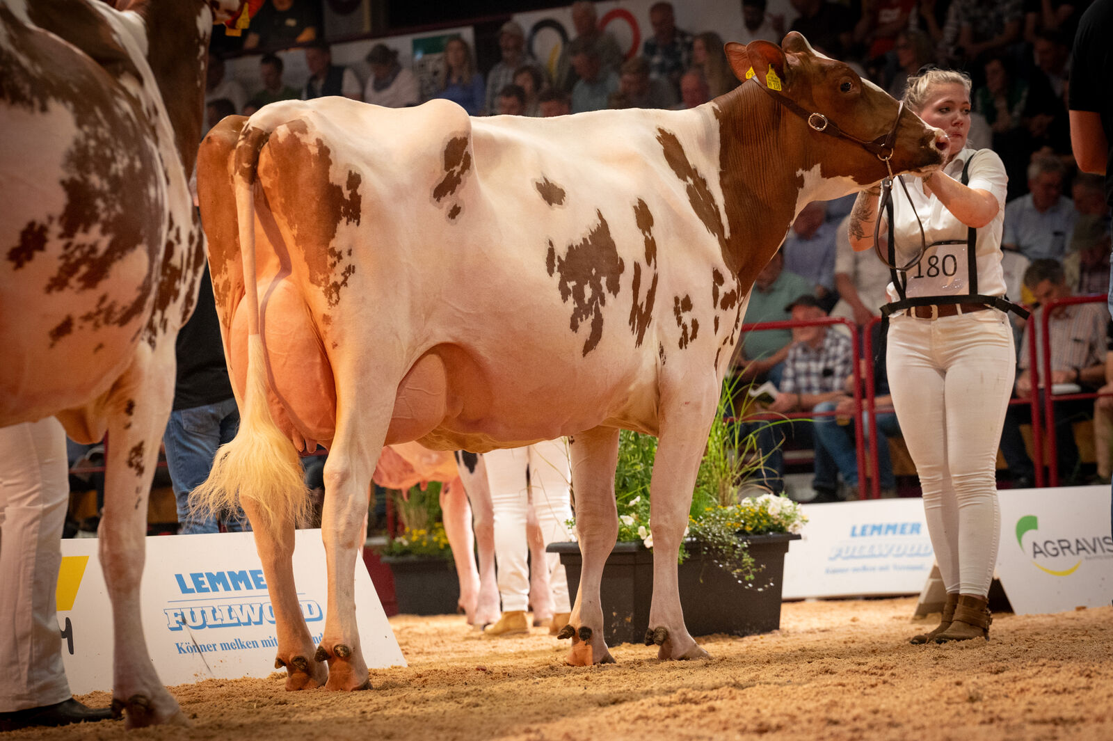 Red Holstein Junge Klasse - THL Felice von Dierdorf GbR