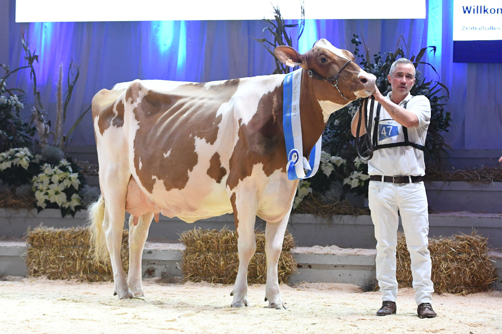 Sieger RBT - mittel: <br />
Tykie v. Awesome<br />
Bes.: Köster KG, Steinfurt