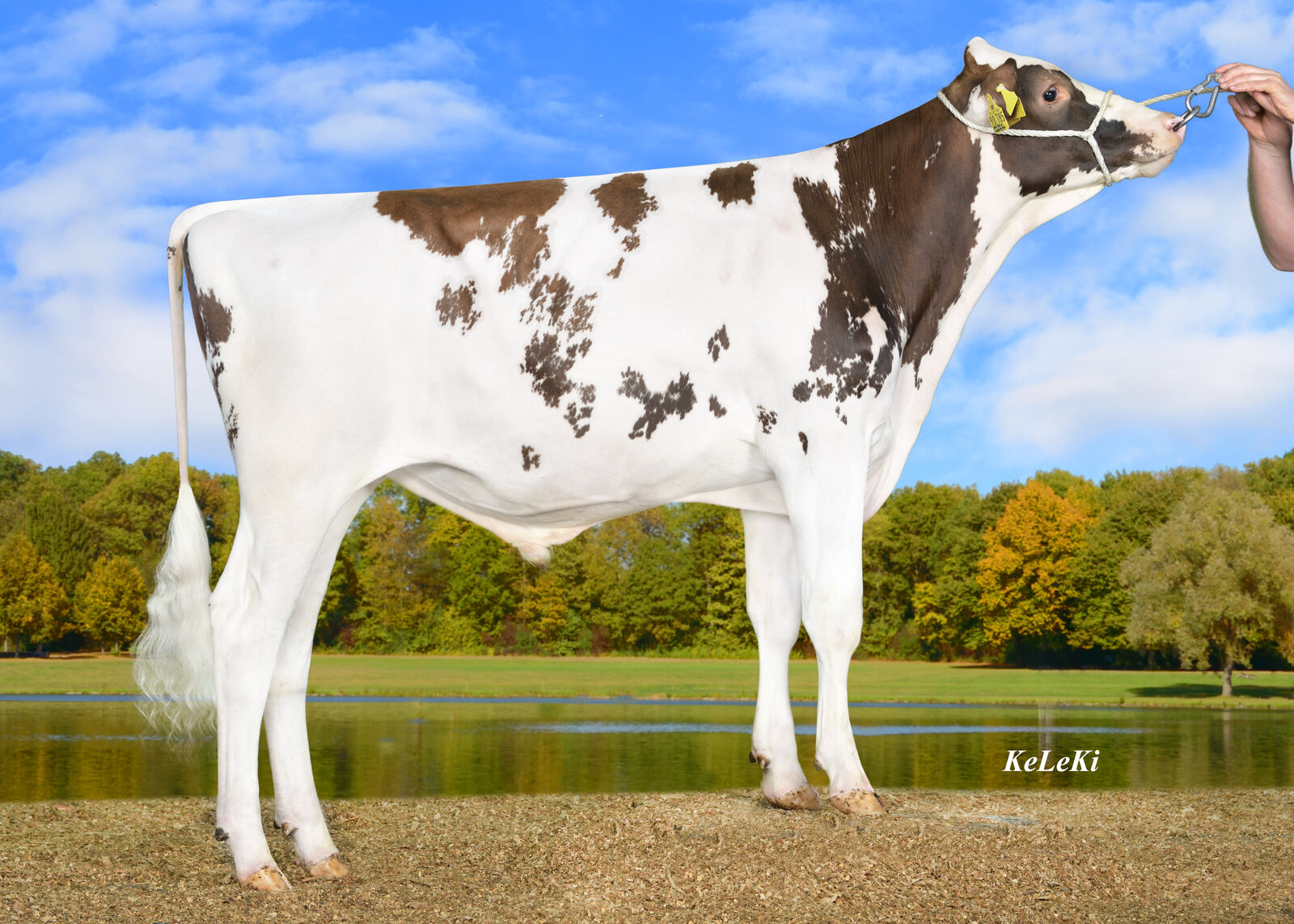 Steinebach Bremscheid SPORTY<br />
