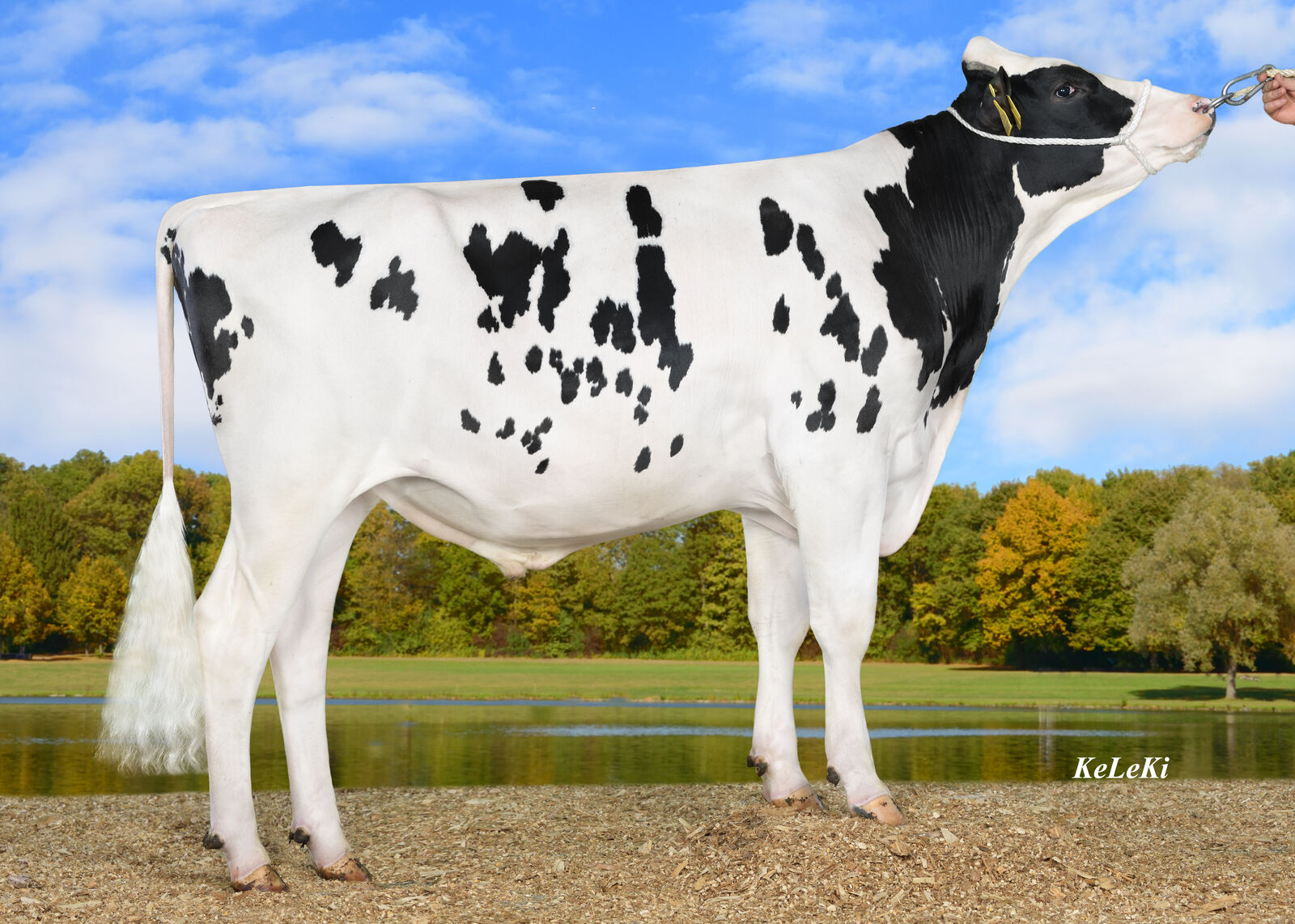 Mit einem beachtlichen RGZ von 145 ist CONVERSE unser höchster neuer töchtergeprüfter Holsteinbulle.