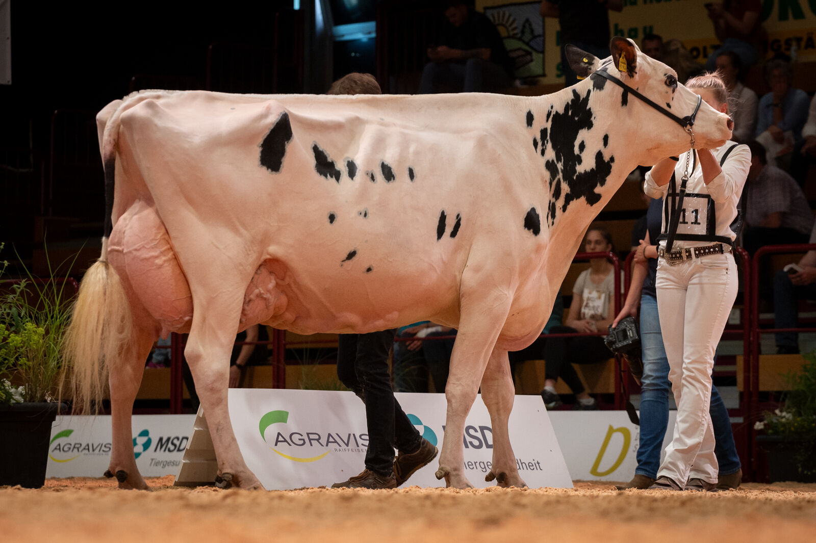 Holstein Lebensleistungsklasse: 1a für NH Finja von Nosbisch Holsteins