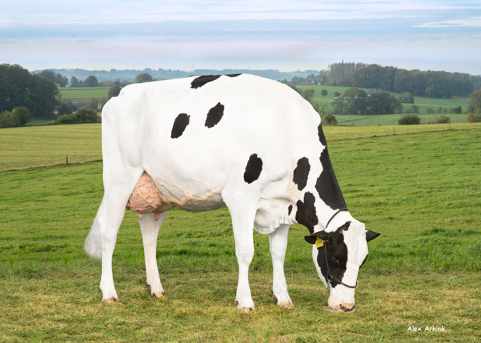 WIT Sia VG-87 zeigt was ihr Vater RAFTING kann: Top-Exterieur und viel Milch!<br />
Sias Leistung: 2/2 LA  12.868  3,54  456  3,41  439<br />
 