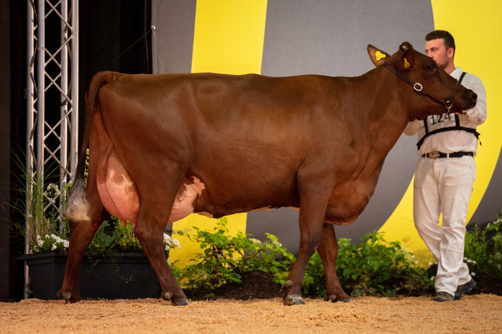 Rotvieh/Angler - 3. Platz für Fleur von Wolfgang Abeld