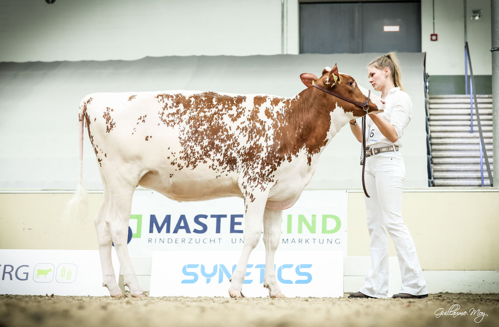 Maximum Tochter KOE Lilibeth von der Köster KG belegt den 1b-Platz.