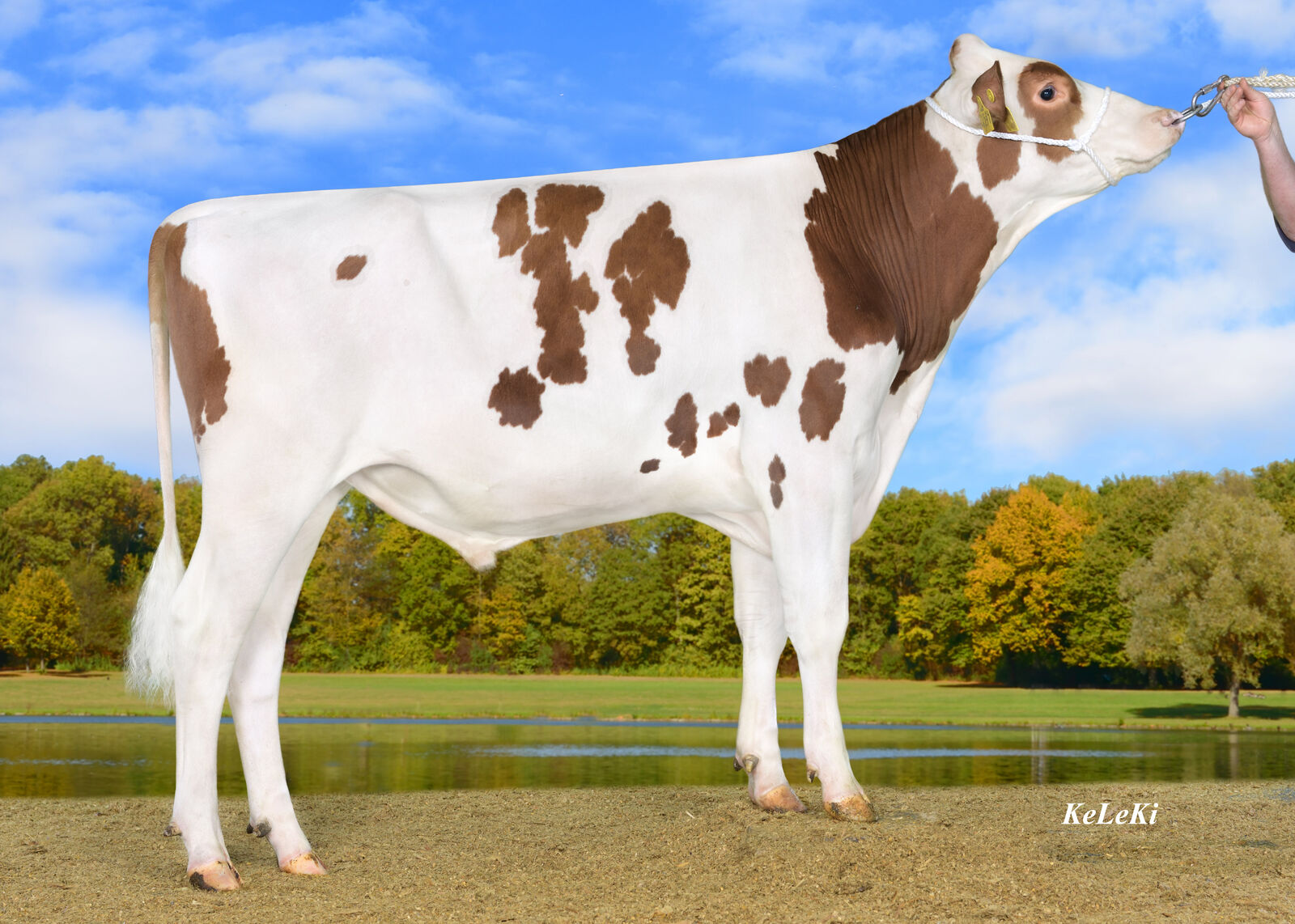 K.N.S. Holsteins PG GENESIS P
