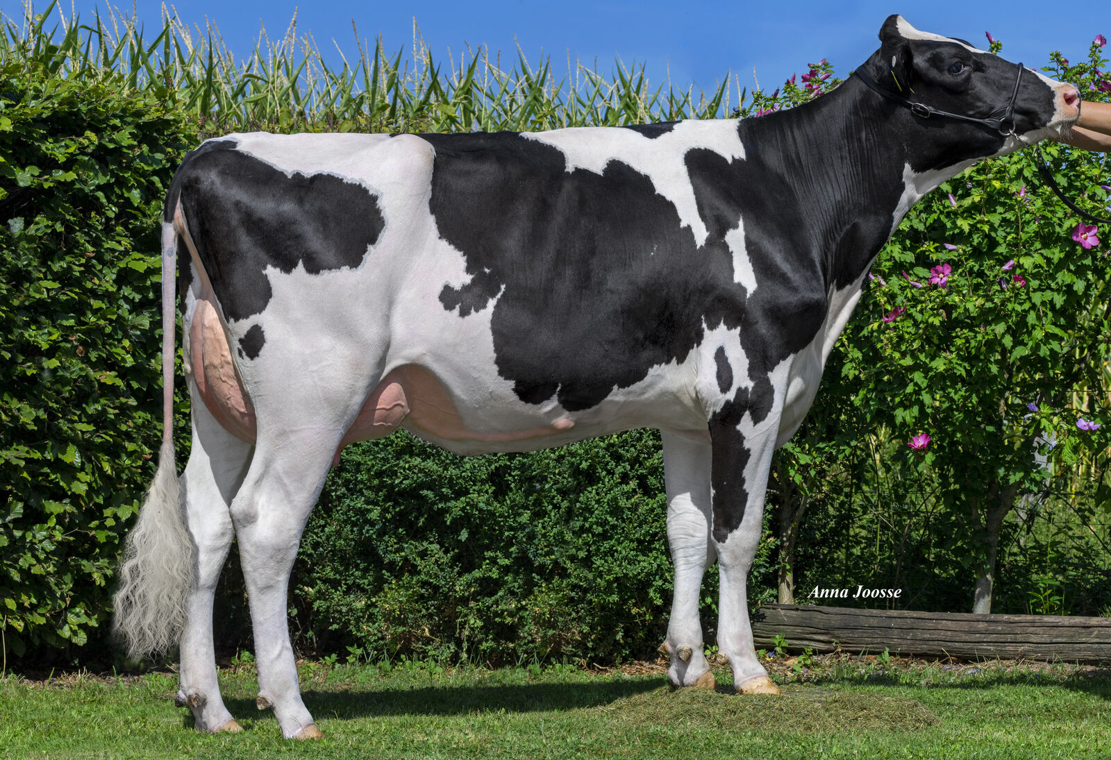 SIMON P-Tochter Lena VG-85, Bes.: Bernhard & Stefan Schwengers GbR, Kaarst