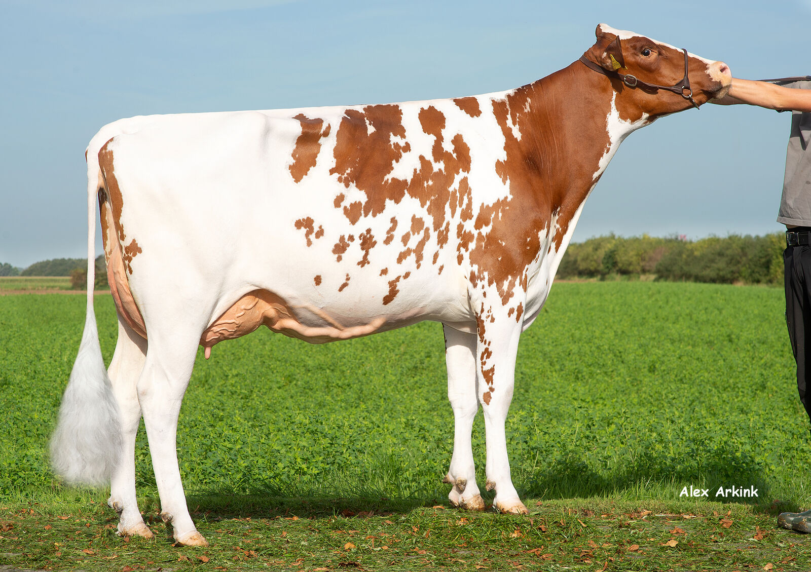 THI Desireless VG-85 ist eine Tochter des neuen rotbunten Vererbers SANSEO P, dem Leistungsspezialist (RZM 150)