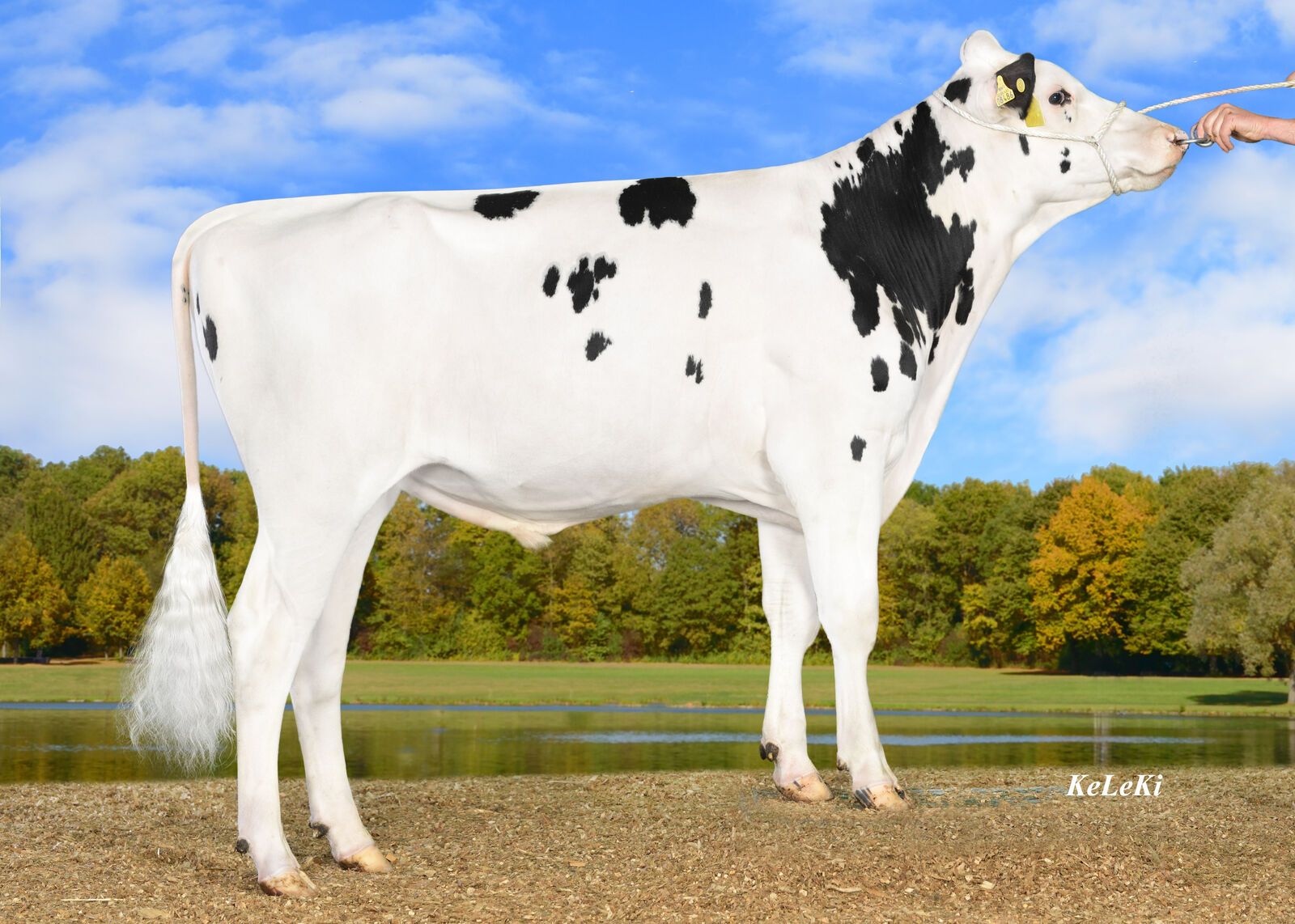 EUROVISION RZG 155, RZ€ +2.689 