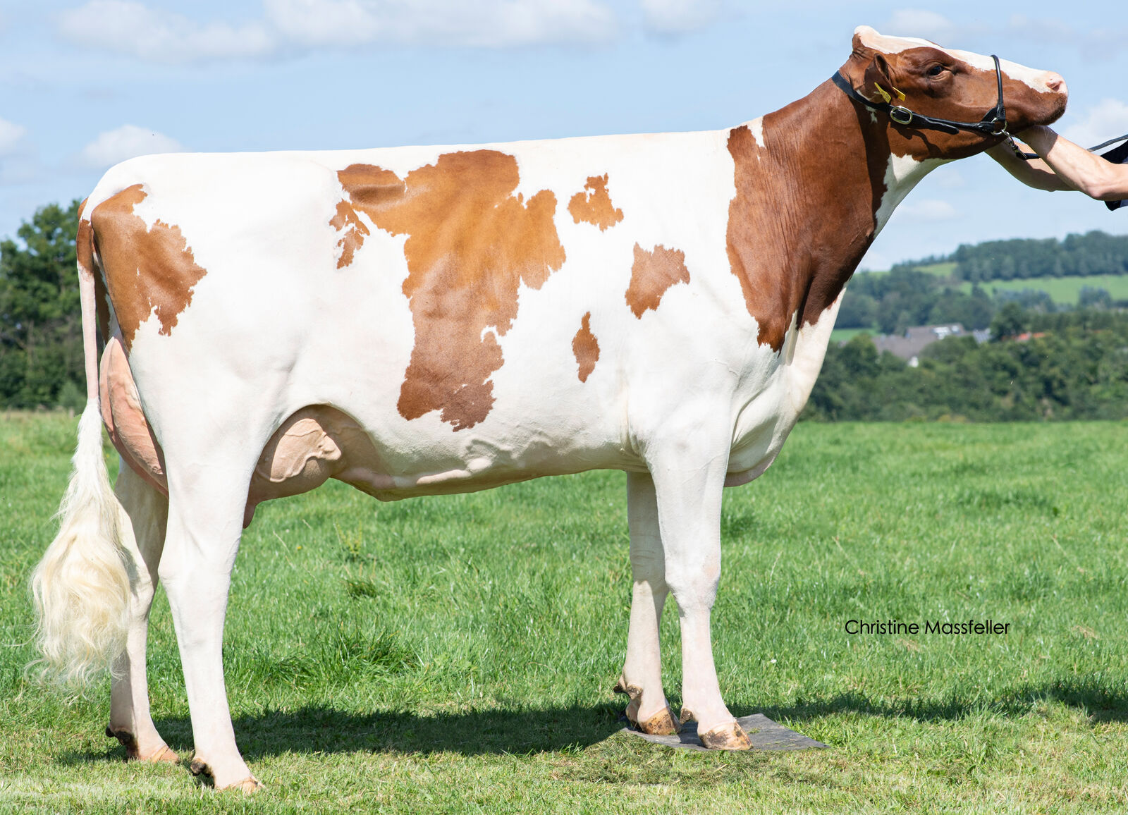 EL TORO-Tochter Trixi VG-86, Bes.: Georg Geuecke, Attendorn