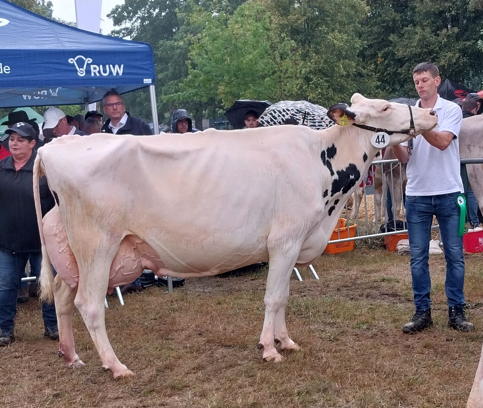 Siegerkuh Alt: Solution-Tochter "Claim The" von Matthias Zielenbach.