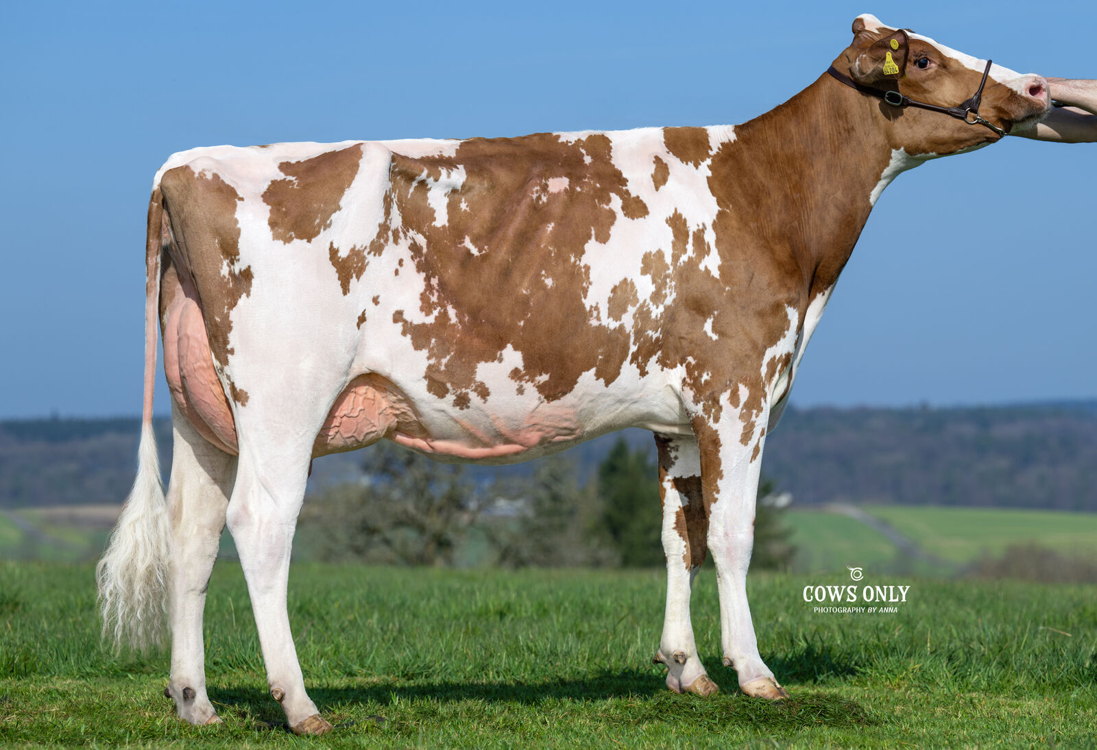 SPREAD P-Tochter THI Abigail VG-85, Rainer Thoenes, Kalkar