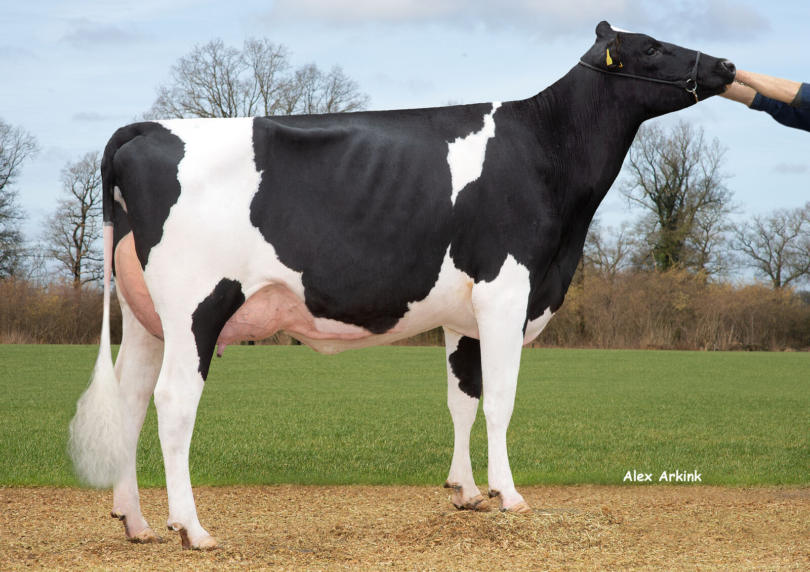 DOMINO-Tochter THI Aurelia VG 85 vom Betrieb Rainer Thoenes aus Kalkar präsentierte sich bereits eindrucksvoll auf der RUWregional+ in Krefeld.