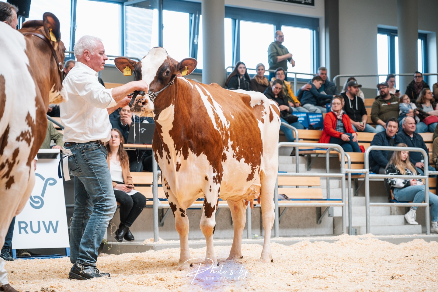 Auch die älteste Kuh der Schau, EFFORT-Tochter MAX Bianka von Stefan Marxen aus Biesdorf,  wurde für ihre herausragende Lebensleistung von über 101.000 kg Milch geehrt.  