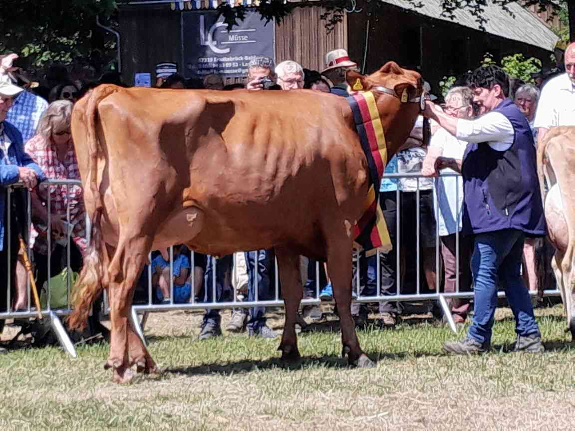 Die Tadel-Tochter Red Lady, von der Böhl-Melbach GbR, ist die neue Miss Siegen/Wittgenstein 2023.