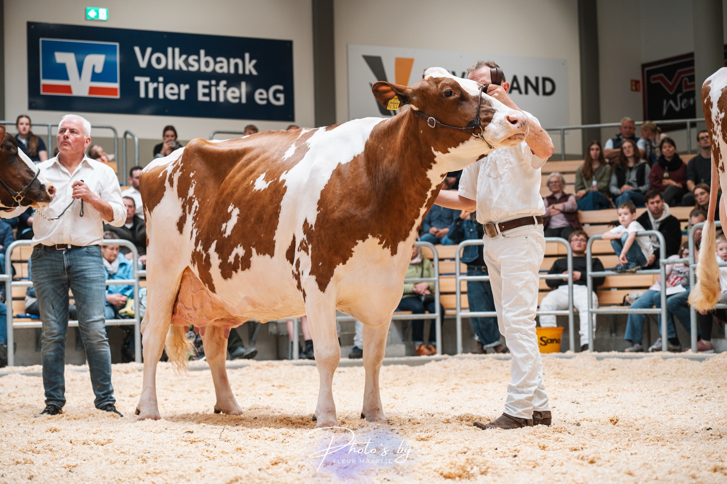 Die EFFORT-Tochter WIT Kanutin vom Zuchtbetrieb Thomas Wiethege wurde für Ihre hohe Lebensleistung geehrt. Mit über 103.000 kg Milch hatte sie die höchste Lebensleistung alle augestellten Schaukühe. 